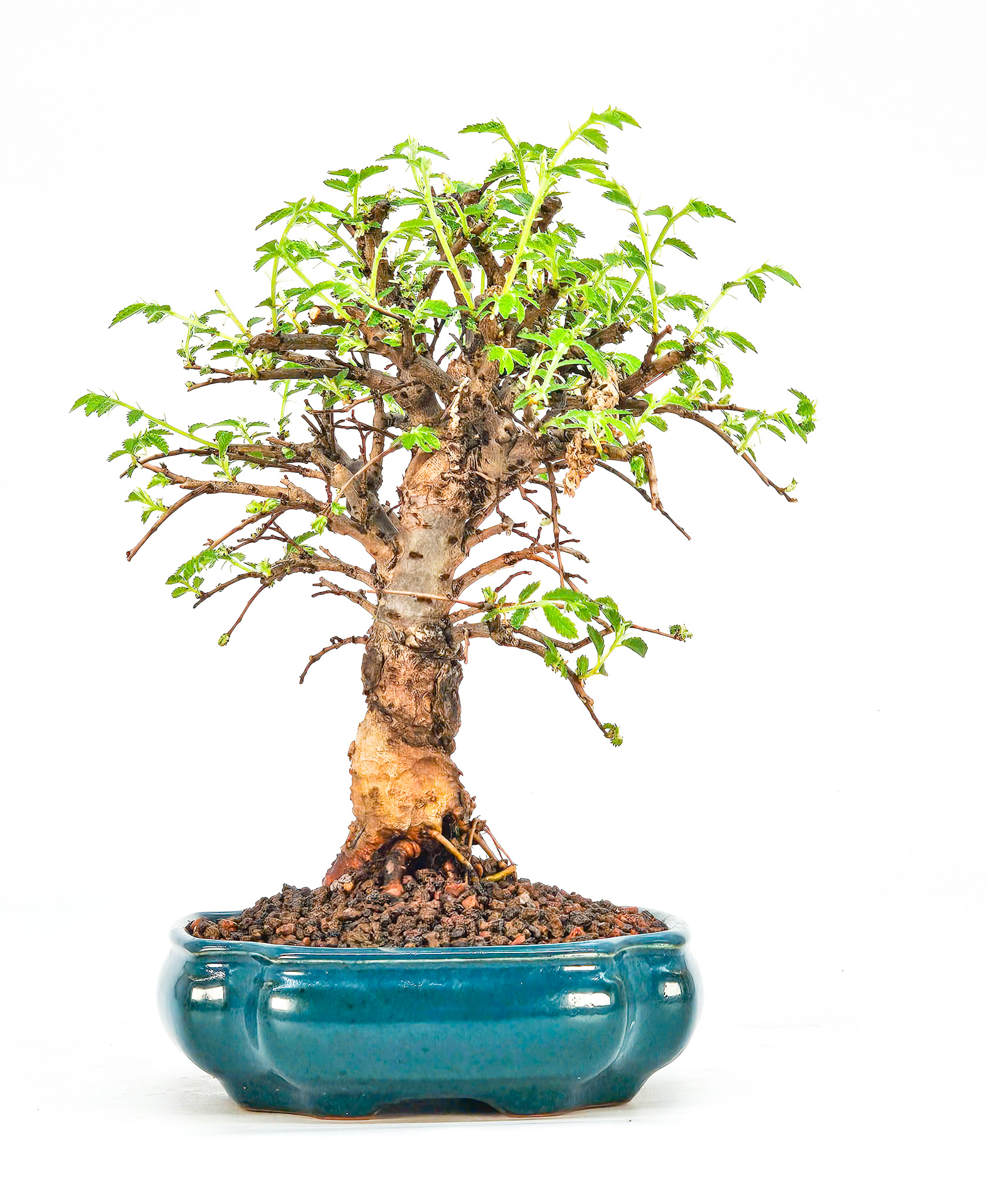 Bonsai Japanische Ulme - Ulmus parvifolia Shohin 16cm  