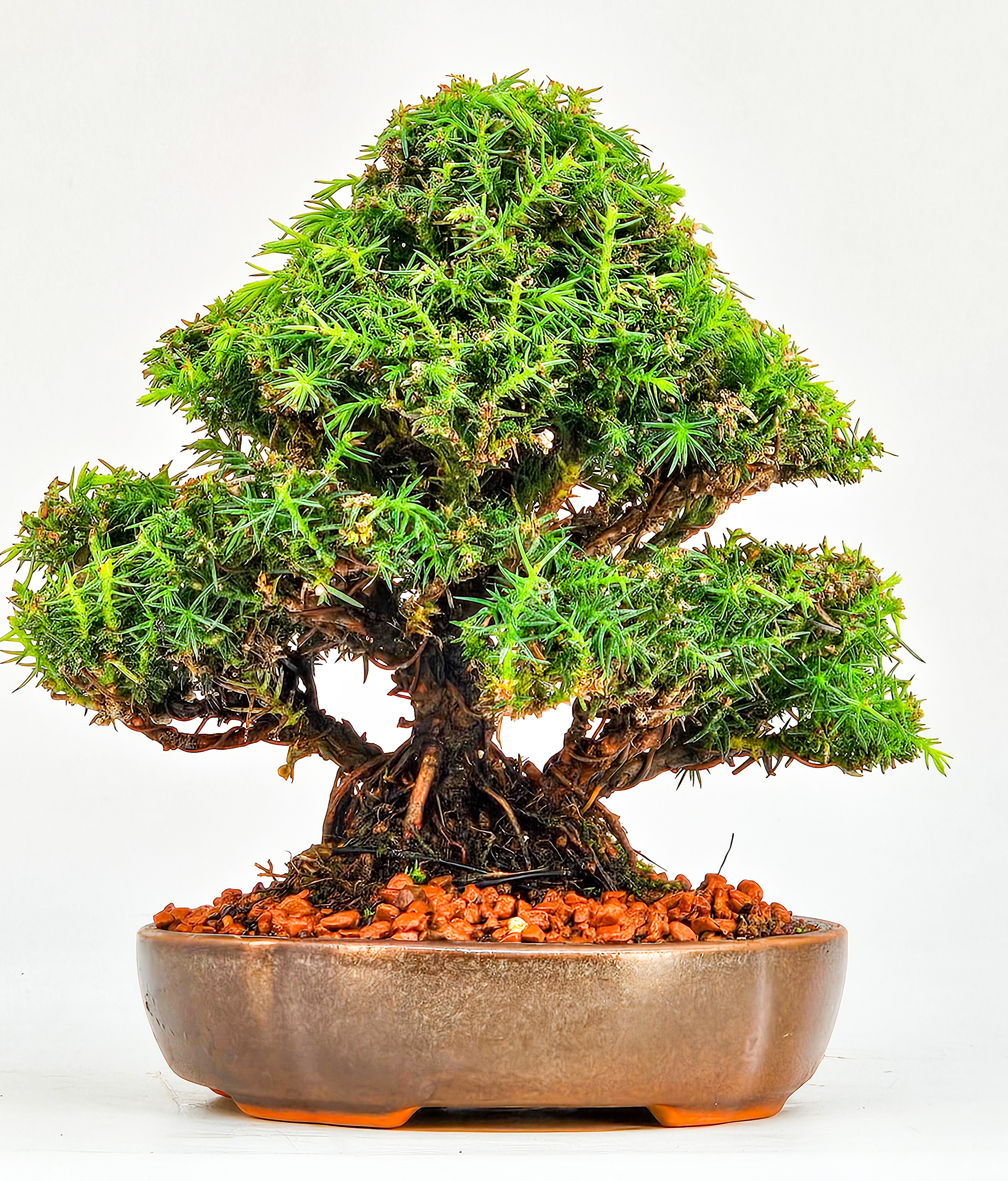 Bonsai Sicheltanne Cryptomeria Japonica Shohin 12cm