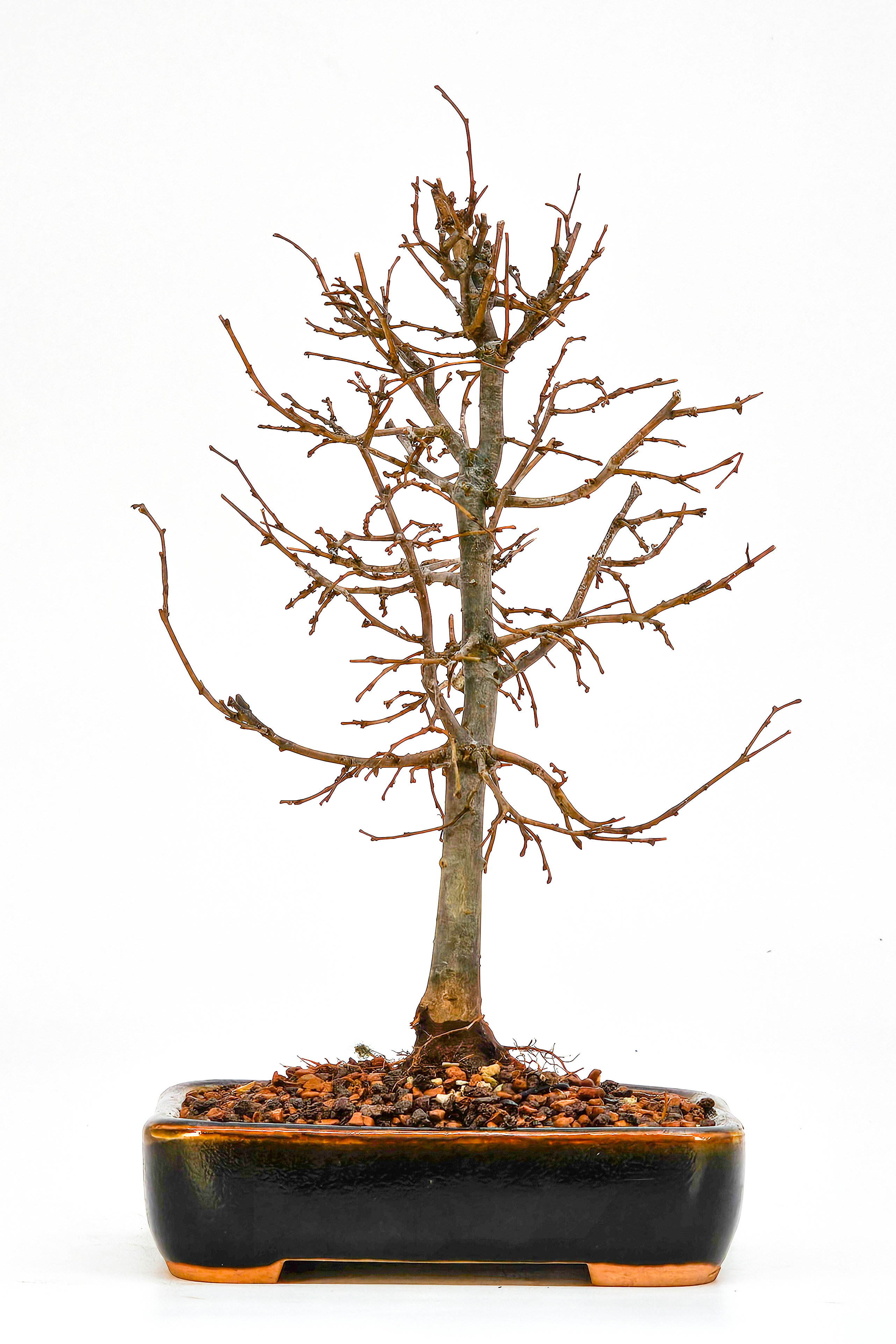 Bonsai Zelkova serrata Shohin 20cm  