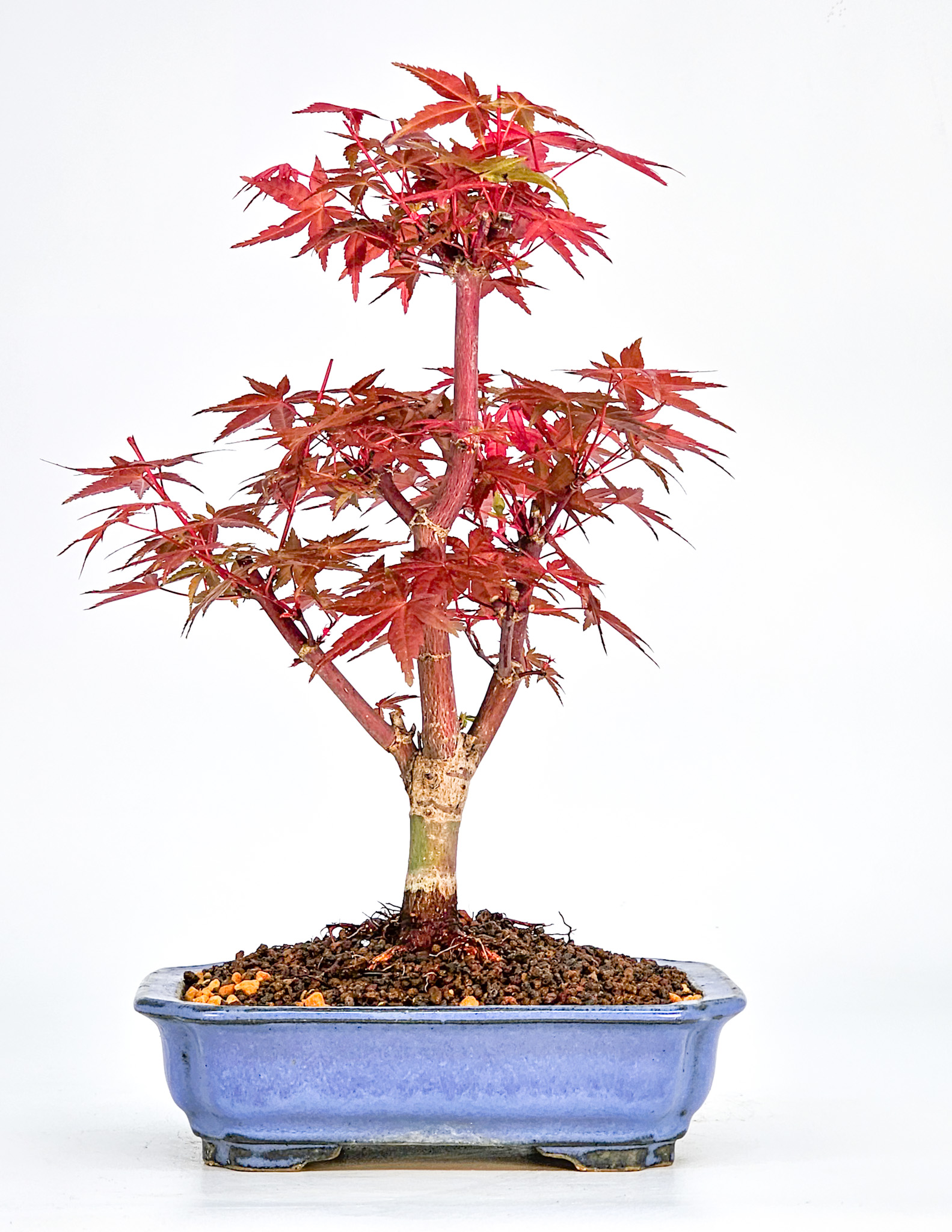 Bonsai Fächerahorn Acer palmatum Deshojo Shohin 20cm  