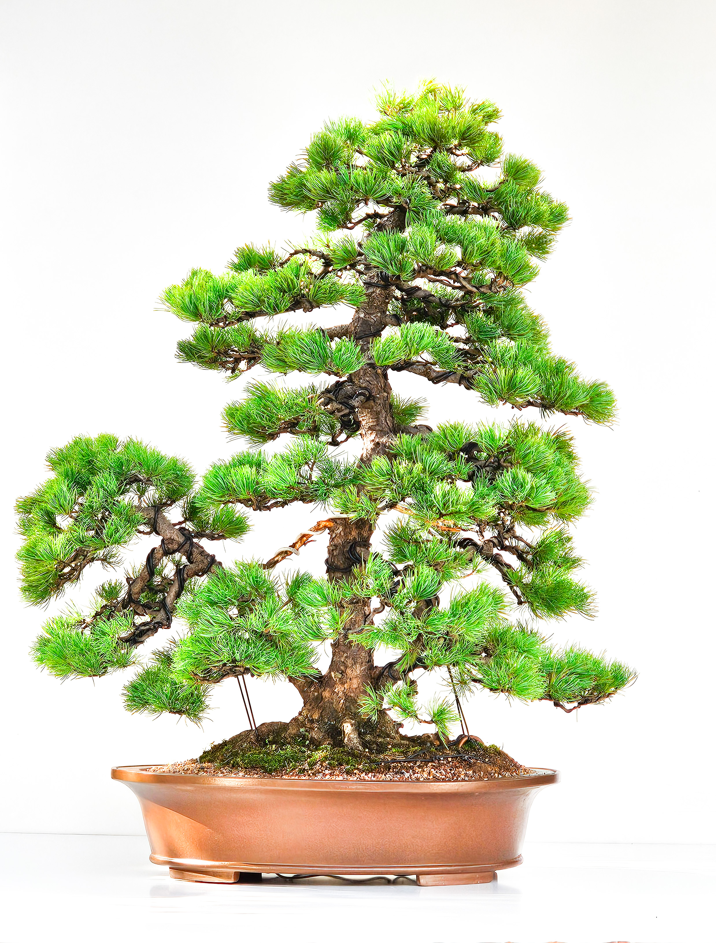 Bonsai Pinus parviflora Mädchenkiefer 76cm