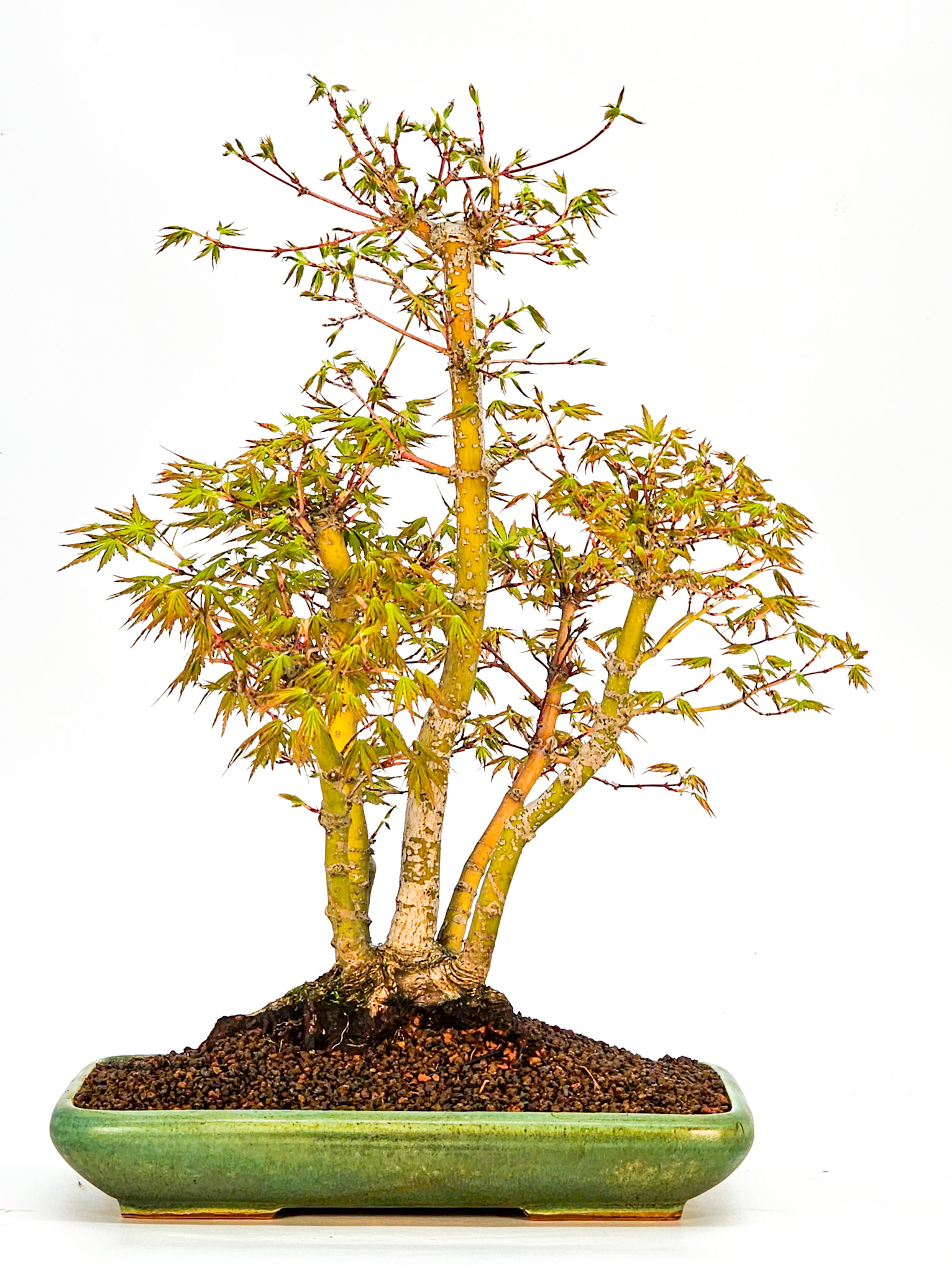 Bonsai Fächerahorn - Acer palmatum Kabudachi 33cm 