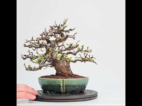 Bonsai Quitte - Pseudocydonia sinensis Shohin 21cm Video