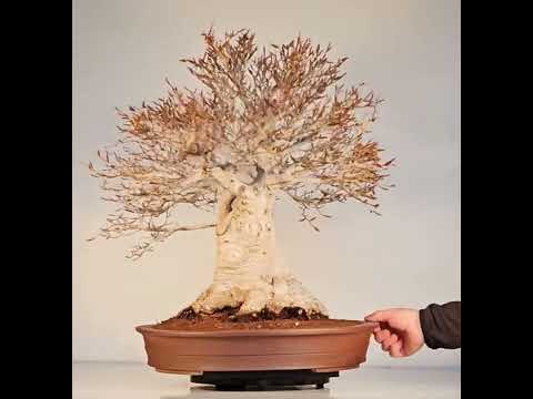 Bonsai Premium Kerbbuche Fagus Crenata - 61cm Video!!