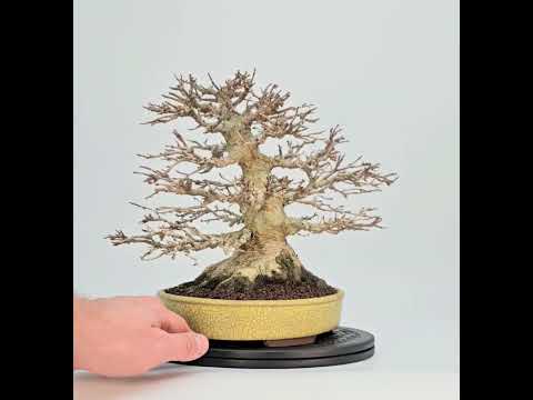 Bonsai Premium Dreispitzahorn - Acer buergerianum Shohin 25cm